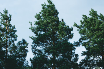 beautiful three pines during windy weather in forest
