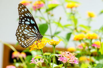 Beautiful butterfly collects nectar from flowers.