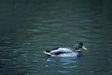 wild ducks in their ponds