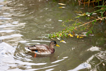 wild ducks in their ponds