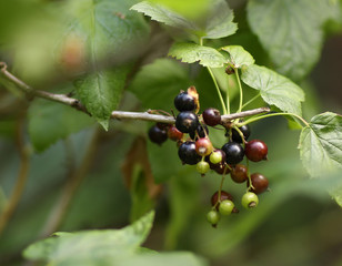 red currant berries on bush close up summer photo