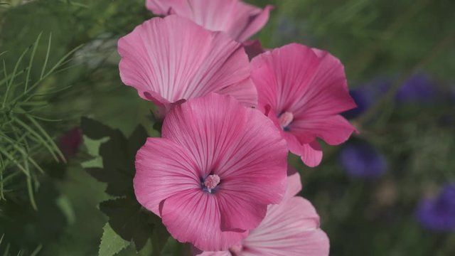 Pink flower called Mallow, Kingdom	Plantae, Clade Angiosperms, Clade Eudicots, Clade	Rosids, Order Malvales, Family Malvaceae, Subfamily Malvoideae, Tribe Malveae, Genus Malva