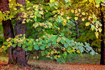 осенняя листва в городском парке