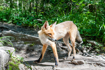 Little young fox in the in the Taganay park in South Ural mountains Russia