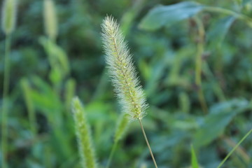 grass on a green background