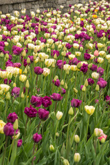 Fototapeta premium Lots of colorful tulip flowers natural spring background