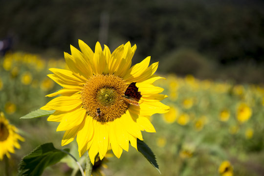 Butterfly and Bee on Sunflower in Field