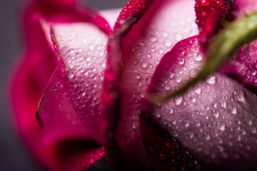 Rose on a black background. Drops of water on a rose. Rose bud close-up