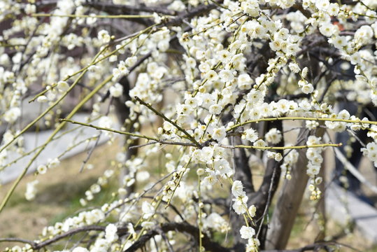 plum flower at okamoto