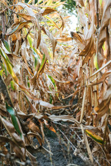 autumnal withering corn field with corn cob