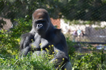 Western lowland gorilla 