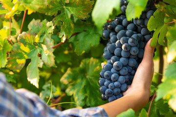 Woman harvesting bunches of ripe black grapes
