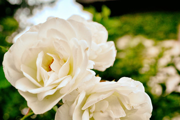 Romantische Rose Hochzeit