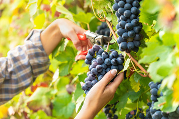 Woman harvesting bunches of ripe black grapes - 224715524