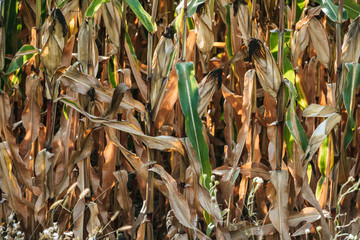 autumnal withering corn field with sunlight