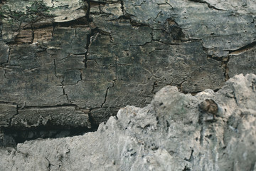 Cracked rough grey tree bark background