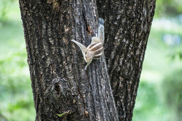Playful chipmunk in Kathmandu