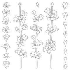 Set of black and white images with blossoming spring branches. Isolated vector objects on white background.