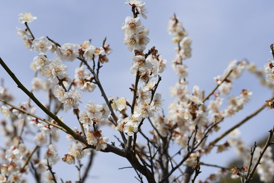 plum flower at okamoto