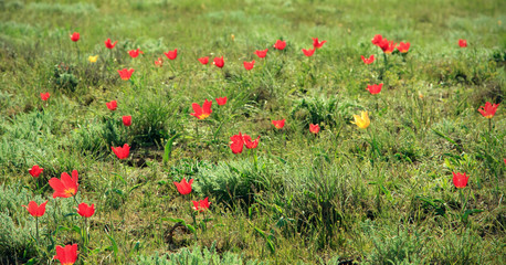 Fototapeta premium Colorful tulips bloom in the desert