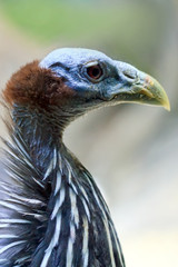 bird
