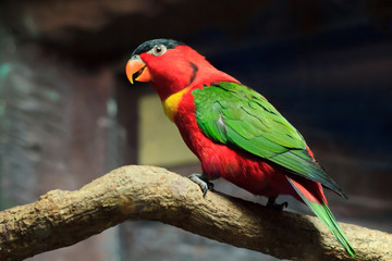 Beautiful red parrot bird close up