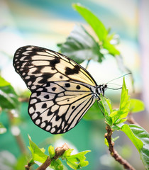 Beige butterfly on the leaf