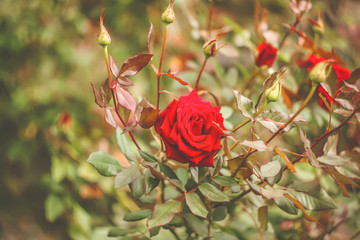 a rose flower on a plant in a natural environment. floral background.