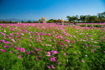 Muang Gan Cosmos bipinnatus flower  Festival in Mae Taeng, Chiang Mai, Thailand.