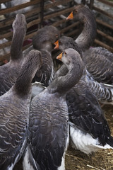 Obraz premium Close up of a goose breeding in a French farm