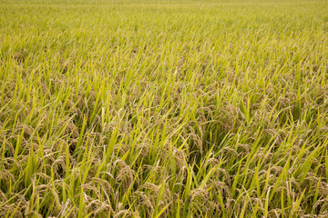 Close-up green rice field