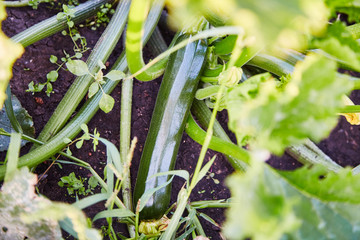 Fresh and ripe zucchini in vegetable garden, view from above

