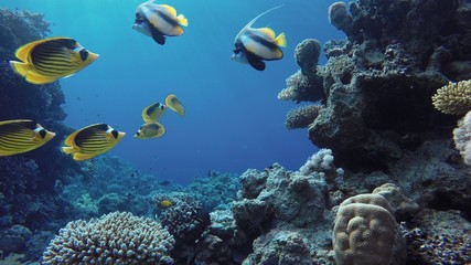 Ocean. Underwater life in the ocean. Colorful corals and fish.