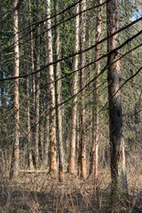 Wood affected with woodworm Ips typographus. Damaged tree trunk close up. Destroyed bark tree rugged structure