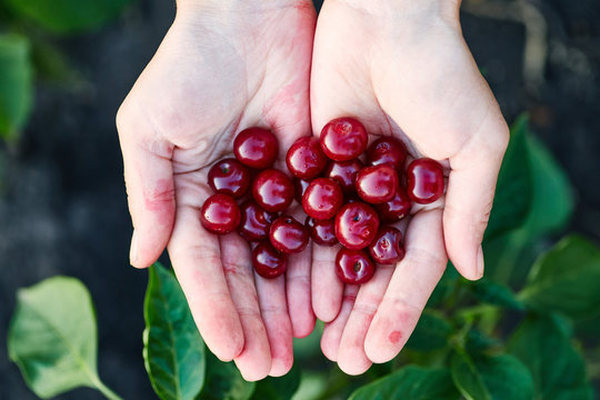 Hands of a girl holding a handful of berries ripe red cherries