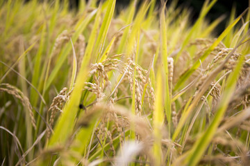 Close-up green rice field