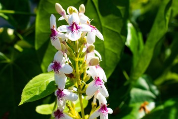 バリ島の白い花