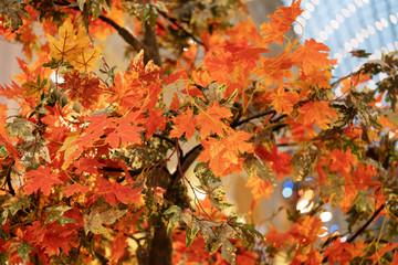 Autumn maple leaves are yellow on a tree in a shopping pavilion. Autumn background.