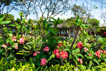 バリ島の赤い花