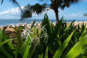 バリ島の白い花