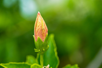 Hibiskusknospe © thomasknospe