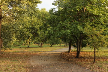 Naklejka premium early autumn in the Park