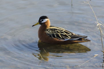 Phalarope à bec large,.Phalaropus fulicarius, Red Phalarope
