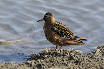 Phalarope à bec large,.Phalaropus fulicarius, Red Phalarope
