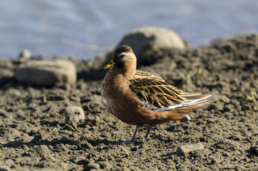 Phalarope à bec large,.Phalaropus fulicarius, Red Phalarope