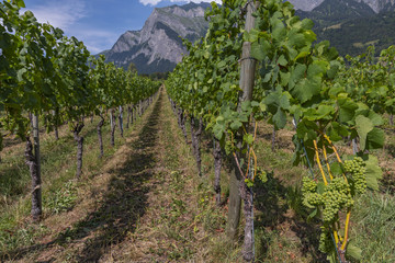Fototapeta na wymiar Grapes on grapevine in vineyard for the production of wine at Maienfeld, Alps Switzerland.