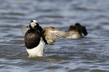 Harelde boréale, Harelde de Miquelon,.Clangula hyemalis, Long tailed Duck