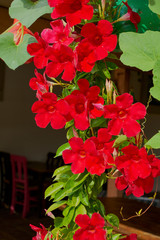 Blumen und Pflanzen auf der Insel Kreta