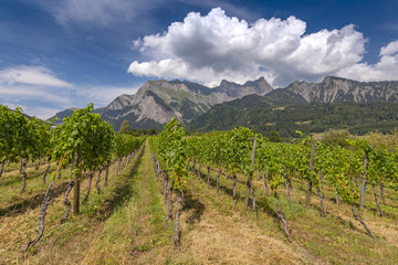 Fototapeta na wymiar Views of the Rhine Valley and vineyard near Maienfeld, Graubunden, Switzerland.