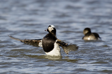 Harelde boréale, Harelde de Miquelon,.Clangula hyemalis, Long tailed Duck